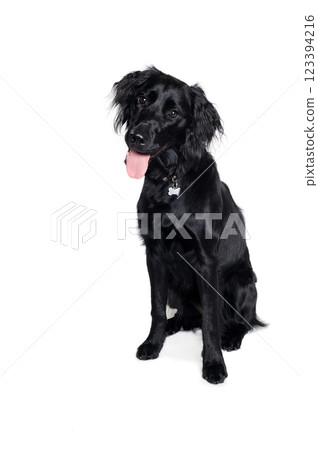 Happy Flat-Coated Retriever dog taken on at clean white background Happy Flat-Coated Retriever dog taken on at clean white background 123394216