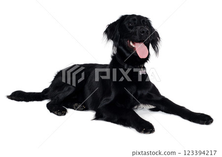 Happy Flat-Coated Retriever dog taken on at clean white background Happy Flat-Coated Retriever dog taken on at clean white background 123394217