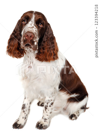 Sad English Springer Spaniel dog taken on at clean white background Sad English Springer Spaniel dog taken on at clean white background 123394218