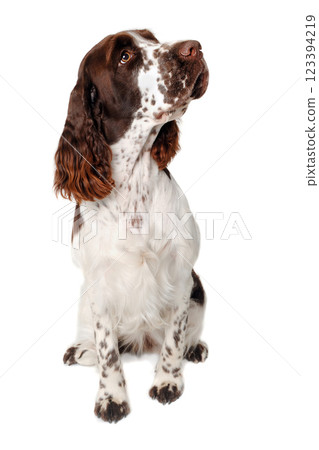 Sad English Springer Spaniel dog taken on at clean white background 123394219