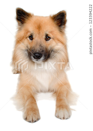 Happy Eurasier dog 123394222
