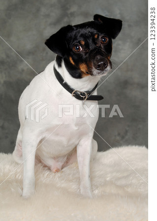 Sad Danish Swedish farm dog 123394238