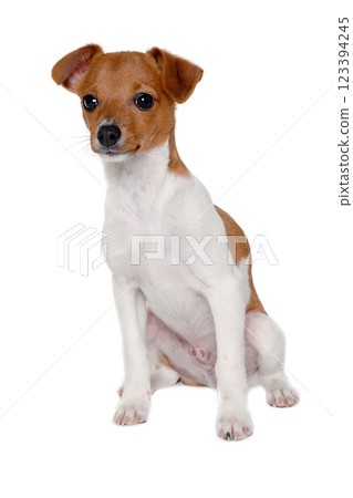 Happy Jack Russell-terrier dog 123394245