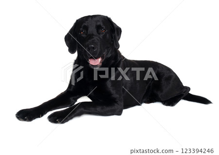 Happy balck labrador retriever dog Happy balck labrador retriever dog 123394246