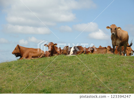Cows resting on green grass 123394247
