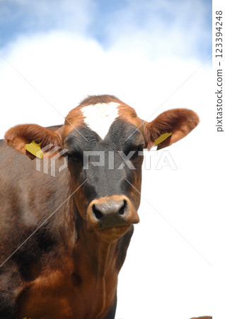 Face of sad cow 123394248