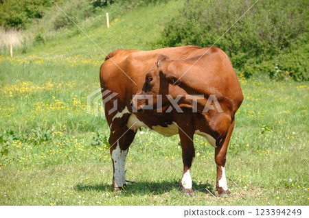 cow is standing on green grass 123394249