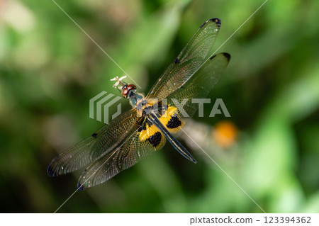 Rhyothemis Phyllis Dragonfly (Yellow-striped Flutterer) Perched on a Twig: A Detailed Close-Up in its Natural Habitat 123394362