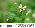 Delicate White Bidens Alba Flower with Yellow Center and Green Background 123394363