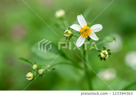 Delicate White Bidens Alba Flower with Yellow Center and Green Background Delicate White Bidens Alba Flower with Yellow Center and Green Background 123394363