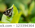 Silver-Spotted Skipper Butterfly Perched on Green Leaf, Close-Up Macro 123394364
