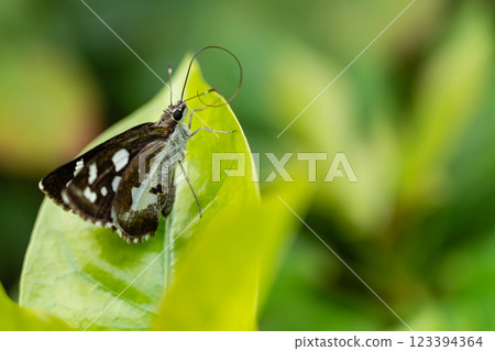 Silver-Spotted Skipper Butterfly Perched on Green Leaf, Close-Up Macro 123394364
