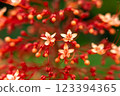 Pagoda Flower (Clerodendrum paniculatum) Blossoms in Vibrant Red and White 123394365