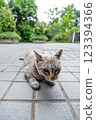 Adorable Blue-Eyed Cat Relaxing on Stone Tiles in Lush Green Garden 123394366
