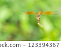 Brachythemis contaminata Dragonfly Perched on Twig, Close-Up Macro Shot 123394367