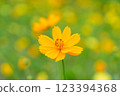Bright Yellow Cosmos Flower in Bloom with Blurred Yellow Field Background 123394368