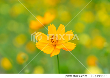 Bright Yellow Cosmos Flower in Bloom with Blurred Yellow Field Background 123394368
