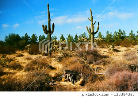 Film Image Sonora Desert Arizona Film Image Sonora Desert Arizona 123394383