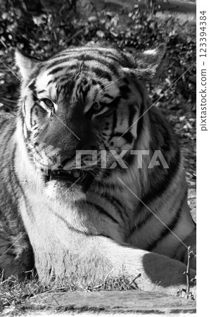 Film Image Bengal Tiger Film Image Bengal Tiger 123394384