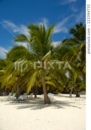 Tropical beach. The Dominican Republic, Saona Island Tropical beach. The Dominican Republic, Saona Island 123394735