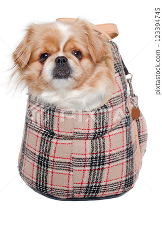 Pekingese dog in bag on a clean white background Pekingese dog in bag on a clean white background 123394745