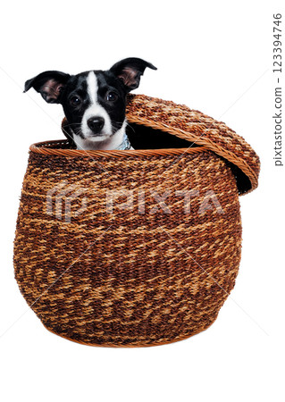 Happy Rat terrier puppy dog is playing in a basket, taken on a white background Happy Rat terrier puppy dog is playing in a basket, taken on a white background 123394746