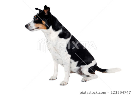 Happy Rat terrier puppy dog is sitting on a white background Happy Rat terrier puppy dog is sitting on a white background 123394747