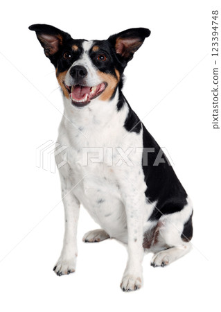 Happy Rat terrier puppy dog is sitting on a white background Happy Rat terrier puppy dog is sitting on a white background 123394748