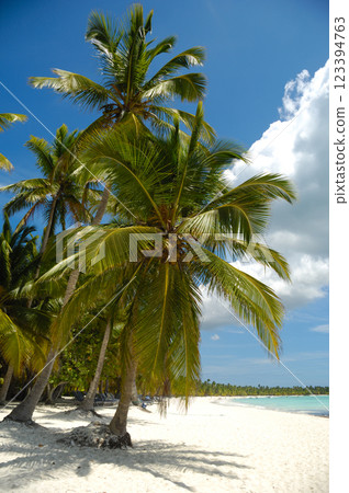 Tropical beach. The Dominican Republic, Saona Island 123394763