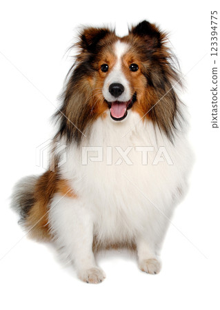 Happy shetland sheepdog taken on at clean white background Happy shetland sheepdog taken on at clean white background 123394775