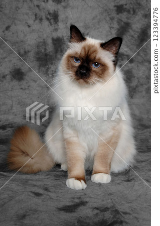 Sad Holy Birman cat sitting 123394776