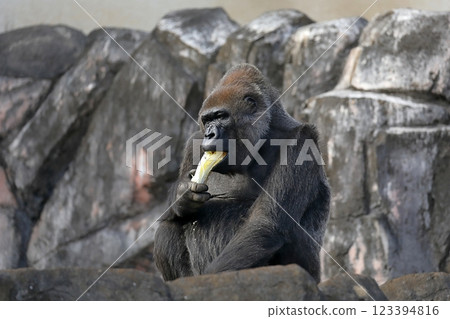 A female gorilla eating Chinese cabbage 123394816