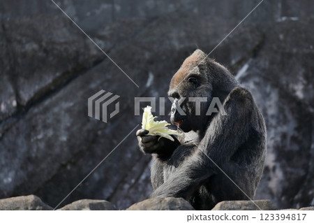 一隻雌性大猩猩坐著吃蔬菜 一隻雌性大猩猩坐著吃蔬菜 123394817