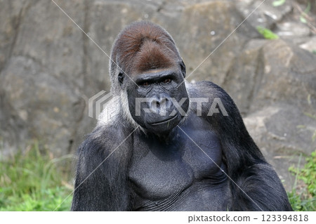一頭雄性大猩猩，一臉得意 123394818