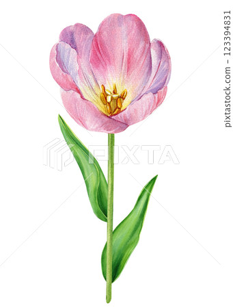 Spring tulip flower. Pink tulip watercolor art, realistic botanical floral painting, elegant spring flower composition Spring tulip flower. Pink tulip watercolor art, realistic botanical floral painting, elegant spring flower composition 123394831