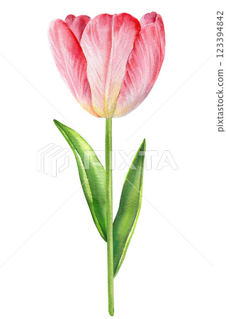 Spring tulip. Vintage floral painting pink tulip, delicate hand-drawn pink flower watercolor isolated white background Spring tulip. Vintage floral painting pink tulip, delicate hand-drawn pink flower watercolor isolated white background 123394842
