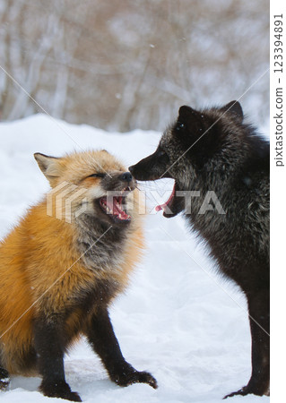 Two friendly foxes 123394891