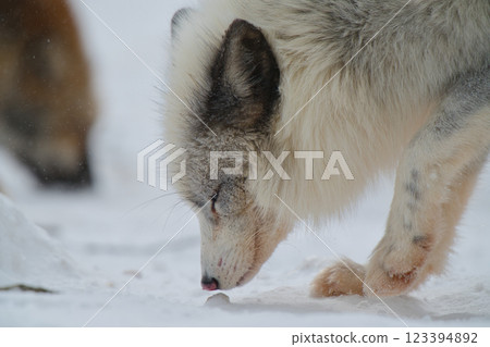 Fox Fox 123394892