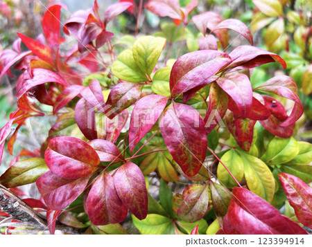 The colorful Otafuku Nandina The colorful Otafuku Nandina 123394914