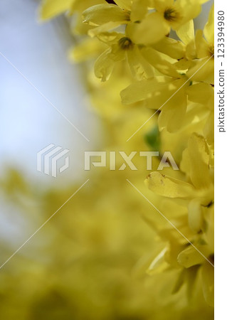 Yellow flowers blooming in spring, spring garden tree Yellow flowers blooming in spring, spring garden tree 123394980