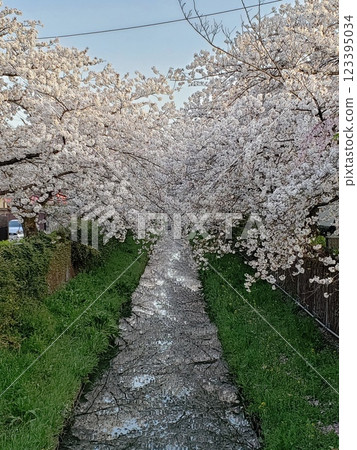 Cherry trees reflected in a stream 123395034