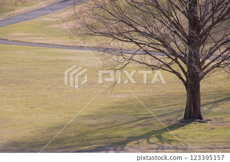 一個Zelkova 一個Zelkova 123395157