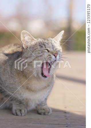 Yawning cat 123395170