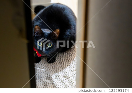 black cat 123395174