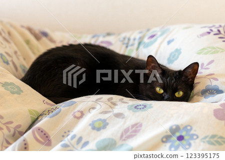 black cat 123395175