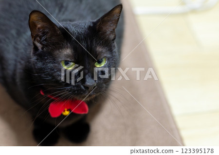黑貓 黑貓 123395178