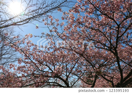 Plum blossom  123395193