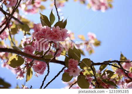 Double cherry blossoms on a sunny day in a spring park Double cherry blossoms on a sunny day in a spring park 123395285