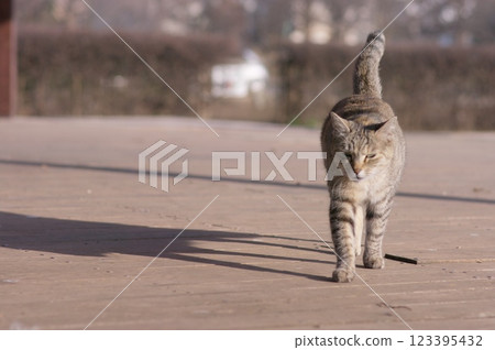 Stray cat walking on the road 123395432