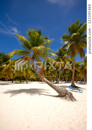 Tropical beach. The Dominican Republic, Saona Island 123395469